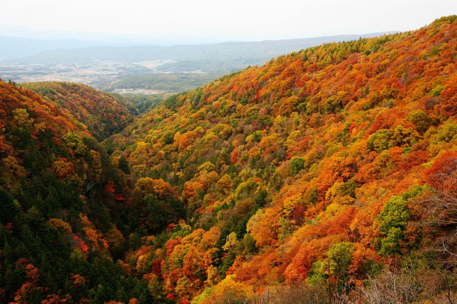 信州の紅葉