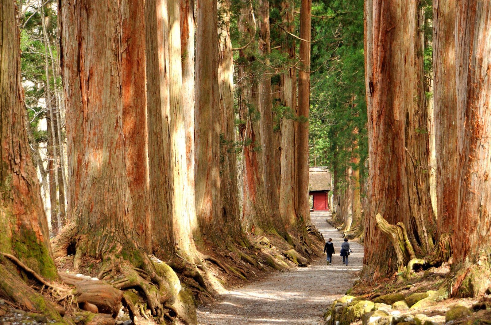 戸隠神社 杉並木